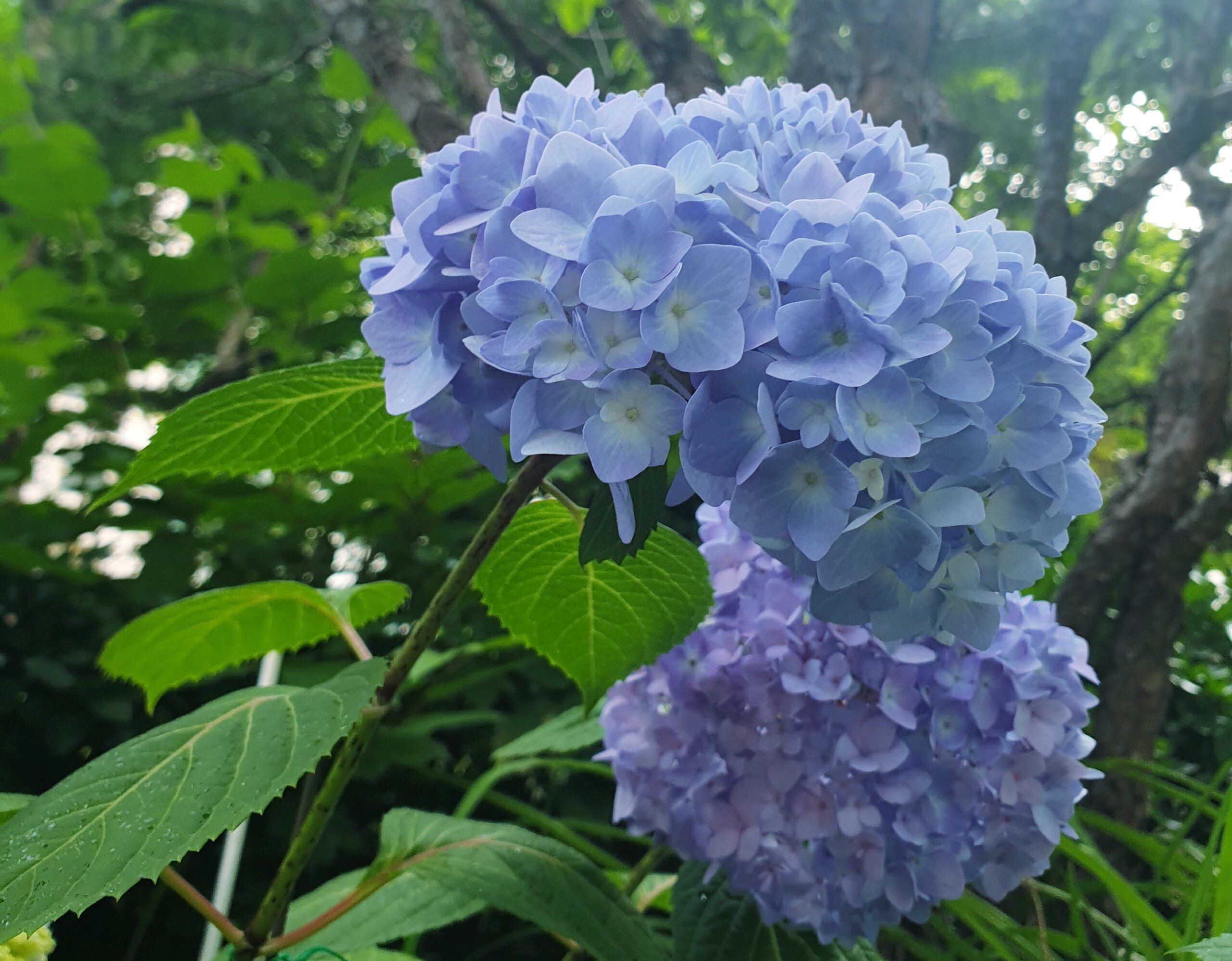 파란색 수국 꽃