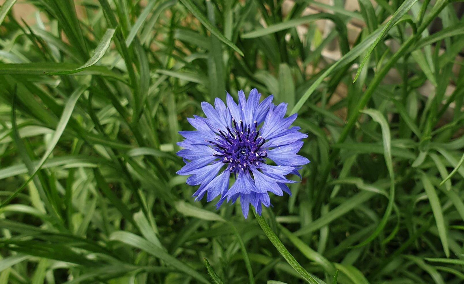 파란색 수레국화 꽃